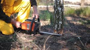 How Our Tree Care Process Works  in  Garyville, LA